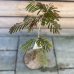Albizia Julibrissin (Albízia ružová) ´OMBRELLA®´ - kont. C7L, výška 70-90 cm